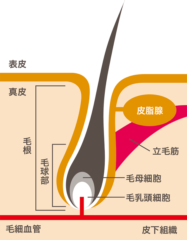 発毛の決め手はミノキシジル