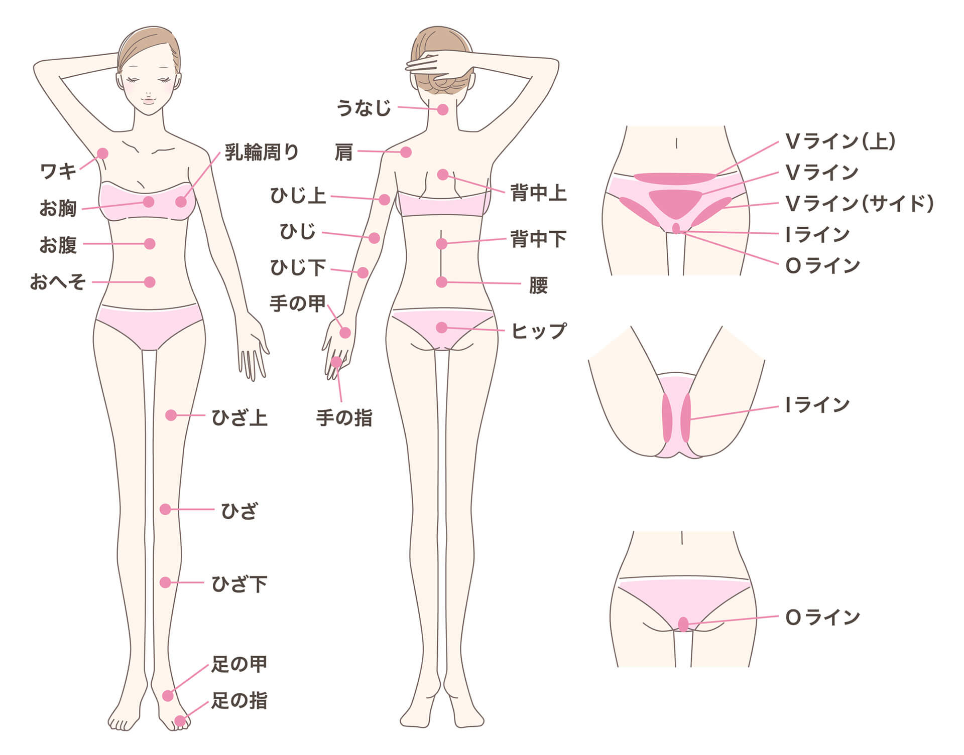 全身脱毛 説明図